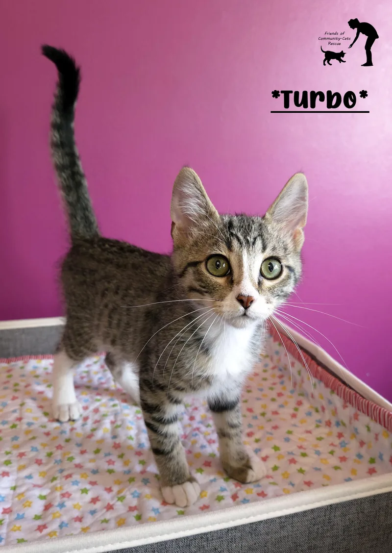 A baby medium-sized male Tabby (Brown / Chocolate) Domestic Short Hair cat named Turbo for adoption in Centerville, UT