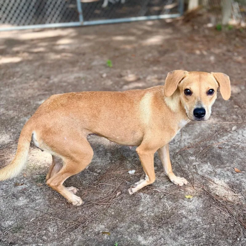 An adult medium-sized female Mixed Breed dog named Jolene for adoption in Milton, FL