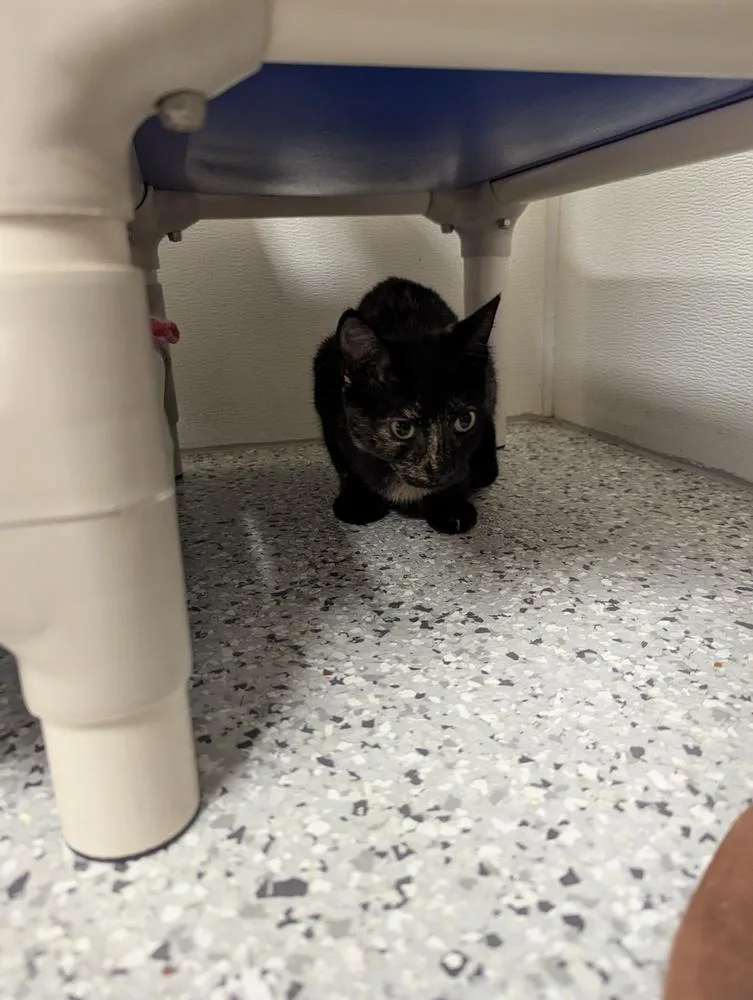 A baby small-sized female Tortoiseshell Domestic Short Hair cat named Piccolo for adoption in Fort Walton Beach, FL