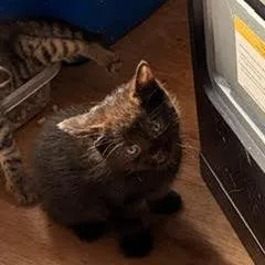 A baby small-sized male Gray / Blue / Silver Domestic Short Hair cat named Pepper for adoption in Quakertown, PA