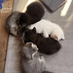 Pepper thumbnail 2