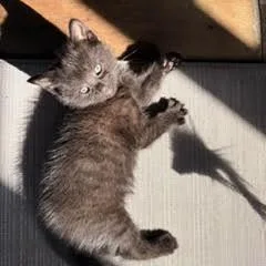 Pepper thumbnail 3