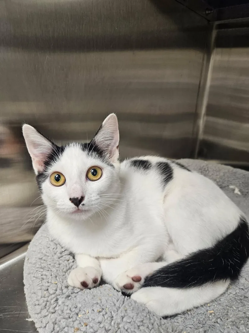 A young small-sized female Black & White / Tuxedo Domestic Short Hair cat named Milkshake for adoption in Hilton Head Island, SC