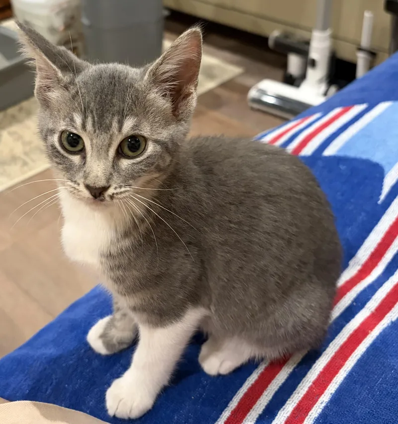 A baby medium-sized female Domestic Short Hair cat named Paloma for adoption in Long Beach, CA