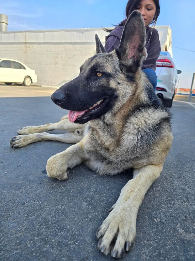 An adult large-sized male Tricolor (Brown, Black, & White) German Shepherd Dog dog named Oak for adoption in Mira Loma, CA