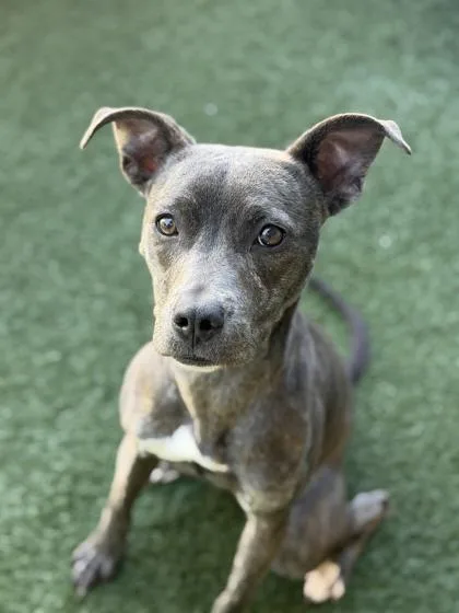 A young medium-sized female American Staffordshire Terrier dog named Stormi for adoption in Sacramento, CA