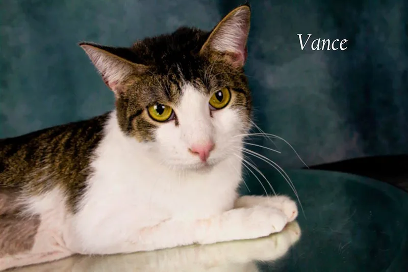 An adult medium-sized male Tabby (Gray / Blue / Silver) Tabby cat named Vance for adoption in York, NE
