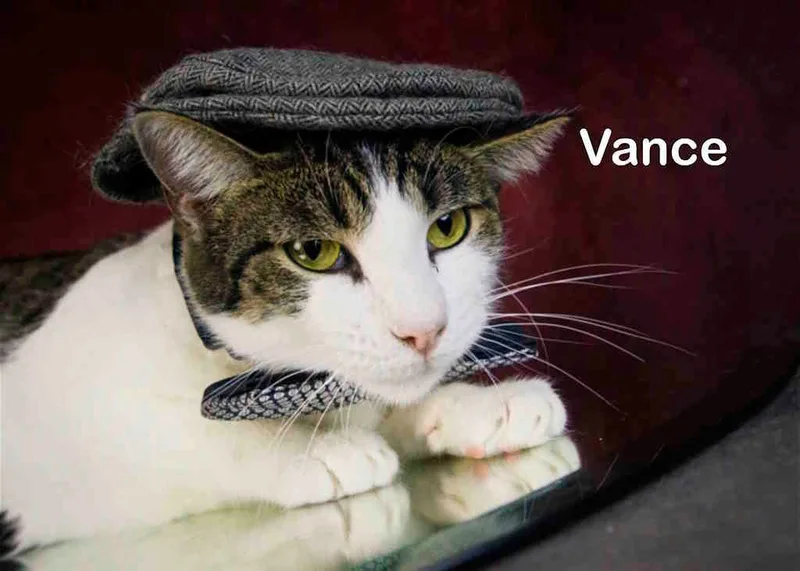 Vance thumbnail 2