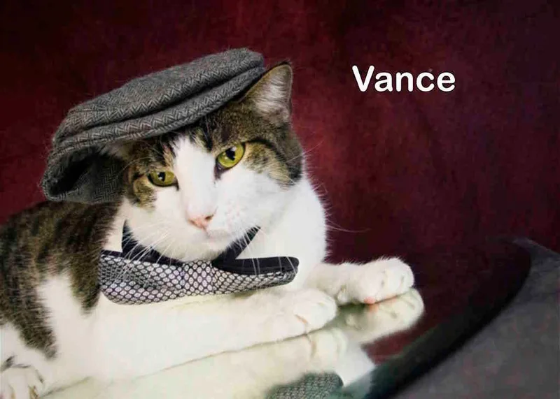 Vance thumbnail 3