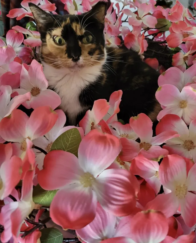 A senior small-sized female Calico Domestic Short Hair cat named Rarlan for adoption in Tipp City, OH