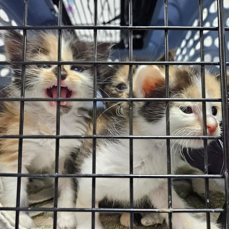 A baby small-sized female Calico Domestic Short Hair cat named Dove for adoption in Gainesville, FL