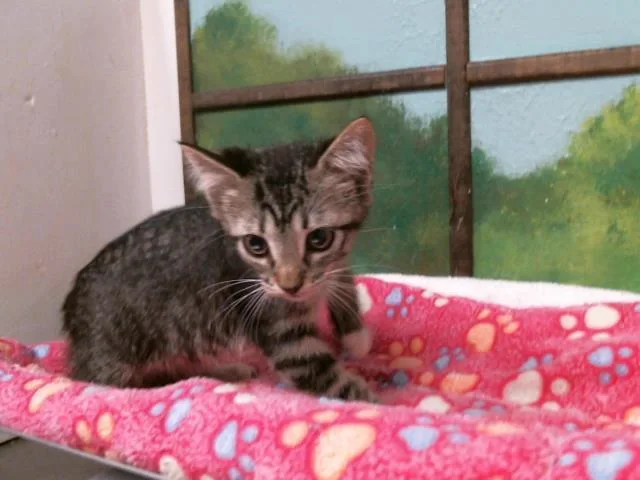 A baby small-sized female Domestic Short Hair cat named Val for adoption in Houston, TX