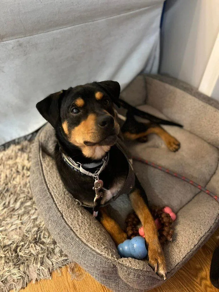 Dixby Daxby thumbnail 2