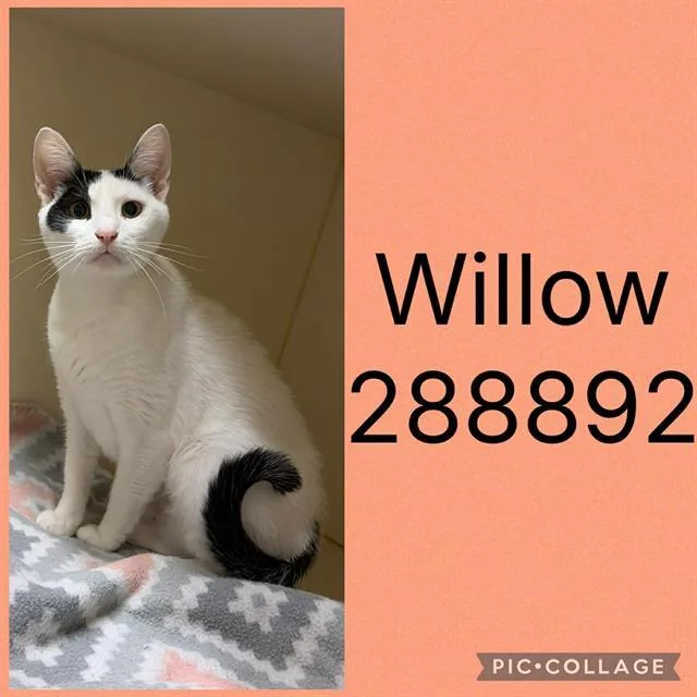 A young large-sized female Domestic Short Hair cat named Willow for adoption in Macon, GA
