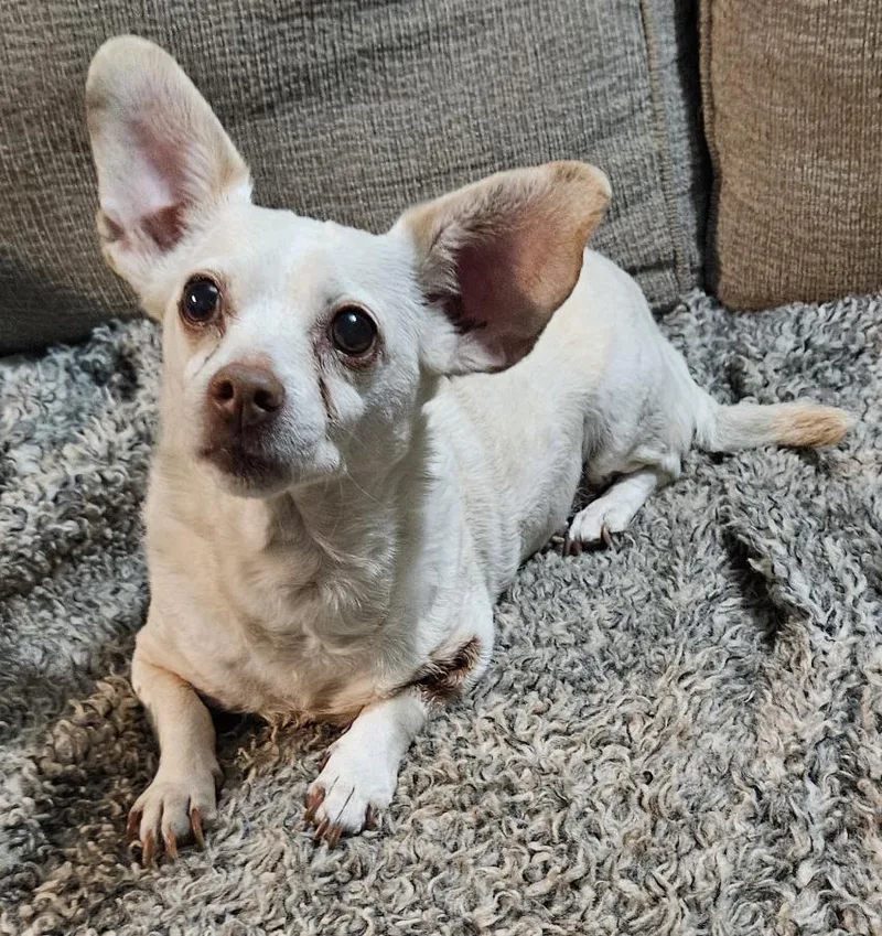 A senior small-sized female Chihuahua dog named Hayley for adoption in Centerville, GA