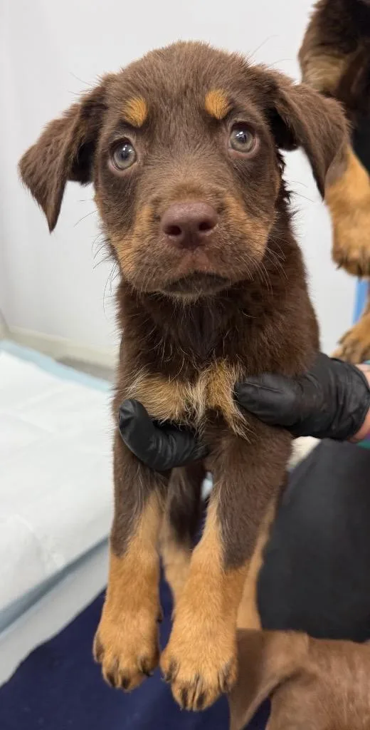 A baby medium-sized female Doberman Pinscher dog named Kona for adoption in Hartsville, SC