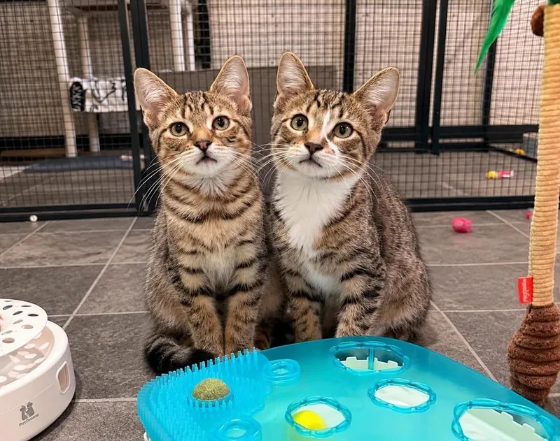A baby small-sized female Domestic Short Hair cat named Red Bull for adoption in Dallas, PA
