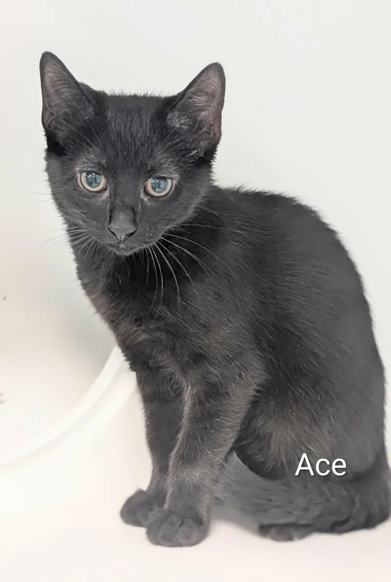 A baby small-sized male Black Domestic Short Hair cat named Ace for adoption in Flint, MI