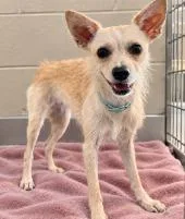 An adult small-sized female Wirehaired Terrier dog named Butterfly for adoption in West Bloomfield, MI