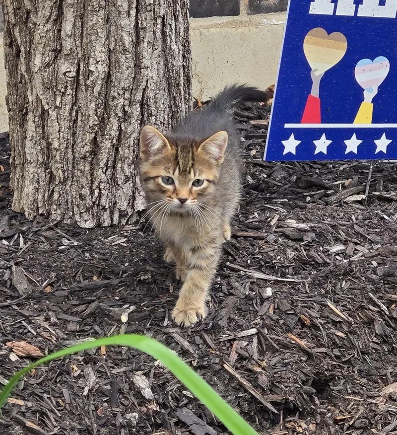 A baby medium-sized male Domestic Short Hair cat named Squirrel for adoption in Barrington, IL