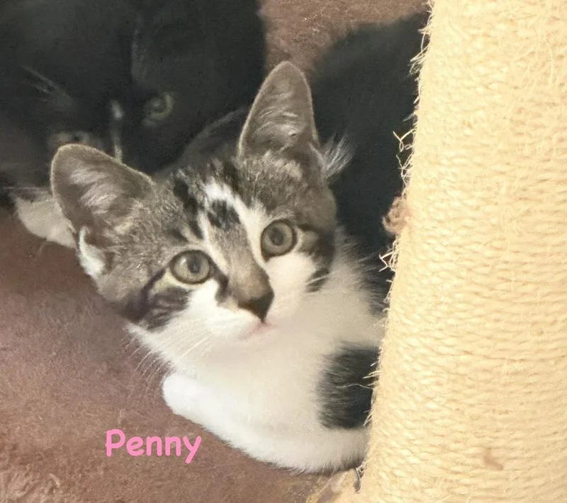 A baby small-sized female Black & White / Tuxedo Domestic Short Hair cat named Penny for adoption in Telford, PA