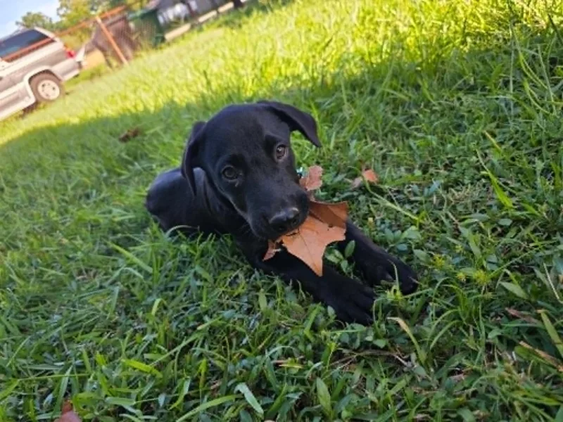 Milo