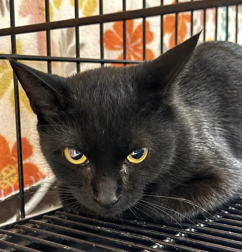 A young medium-sized female Domestic Short Hair cat named Jasmine for adoption in Springfield, GA