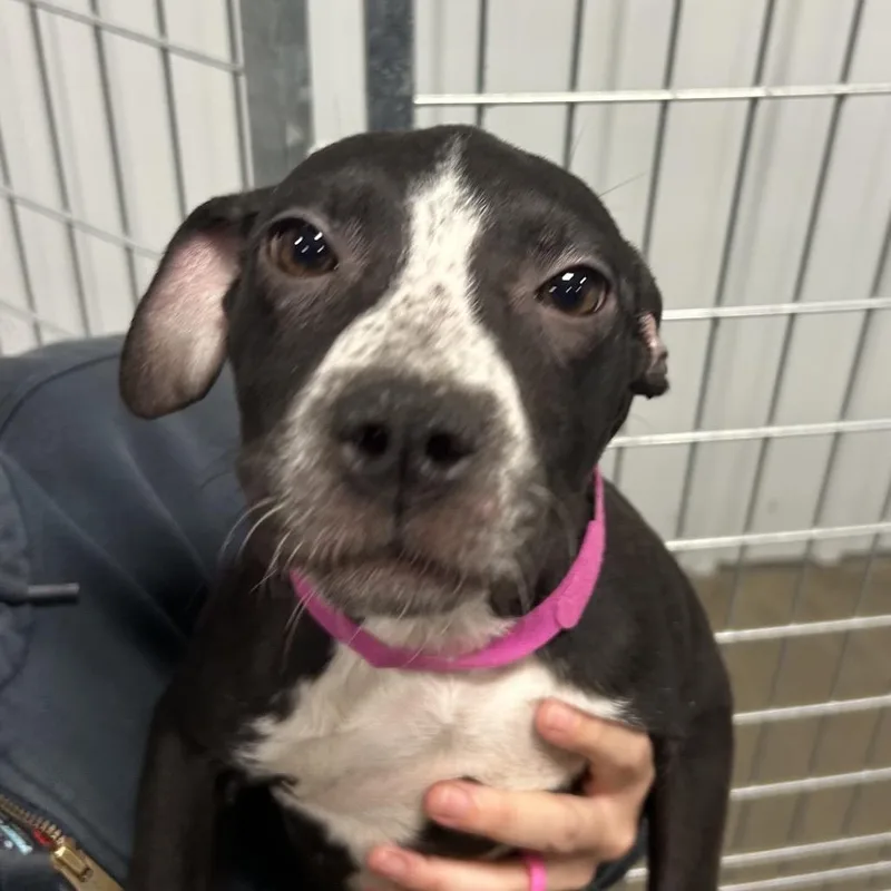 A baby small-sized female Black Mixed Breed dog named Zinger for adoption in Bismarck, ND