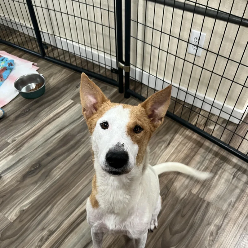 An adult medium-sized female Red / Chestnut / Orange Shepherd dog named Foxy for adoption in San Antonio, TX