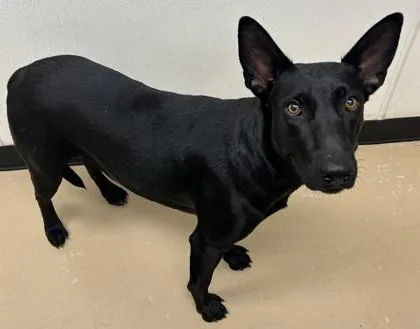 An adult large-sized female Shepherd dog named Honey Dew for adoption in Phoenix, AZ