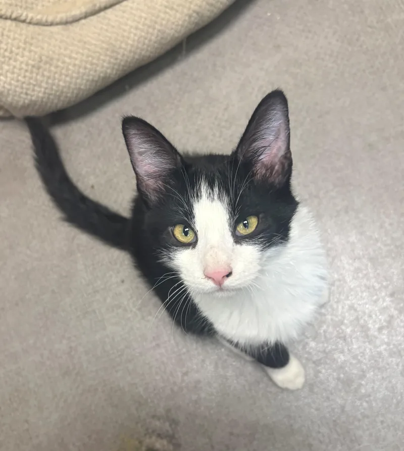A young small-sized male Black & White / Tuxedo Domestic Short Hair cat named Maverick for adoption in Grass Valley, CA