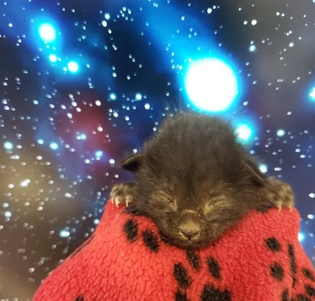 A baby small-sized female Domestic Short Hair cat named Sally for adoption in Tucson, AZ