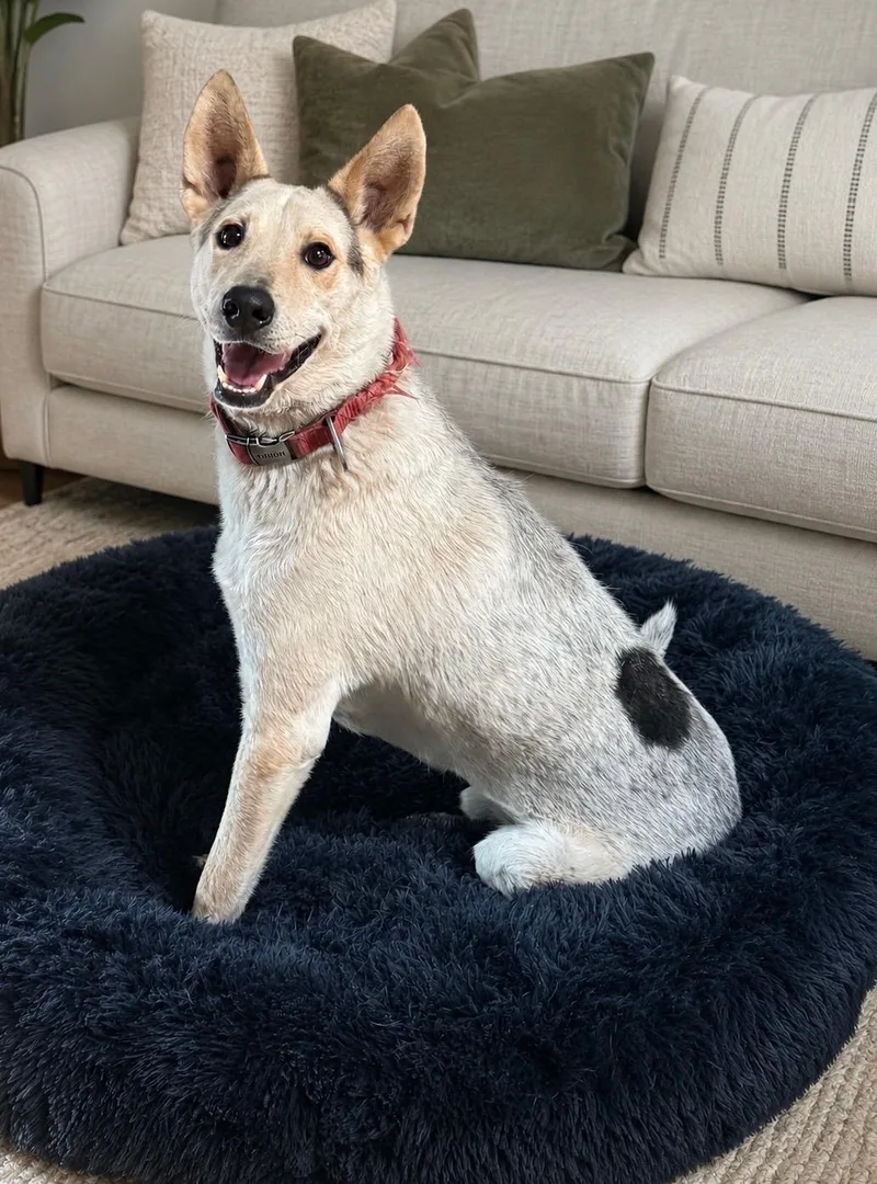 A young medium-sized male White / Cream Australian Cattle Dog / Blue Heeler dog named Jax for adoption in Phoenix, AZ
