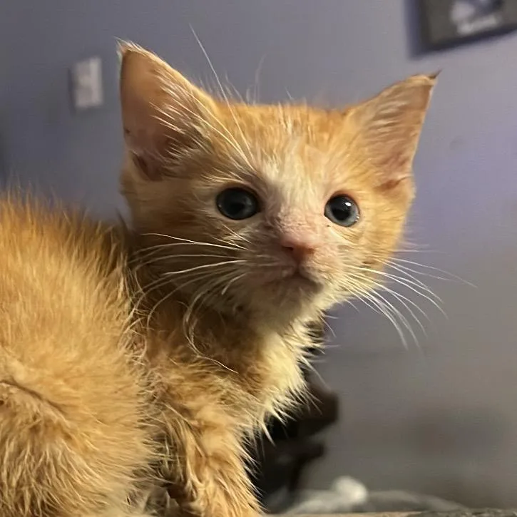 A baby small-sized male Orange / Red Domestic Short Hair cat named Pigpen for adoption in San Antonio, TX