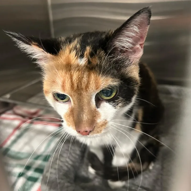 A senior small-sized female Calico Domestic Short Hair cat named Sassy for adoption in Carlyle, IL