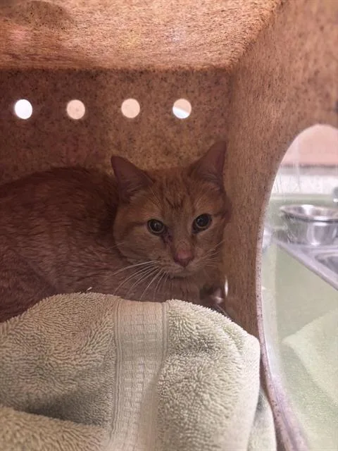 An adult medium-sized male Domestic Short Hair cat named Hoardini for adoption in West Valley City, UT