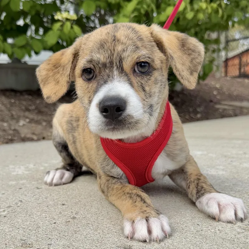 A baby small-sized male Brown / Chocolate Terrier dog named Gelato for adoption in East Hampton, NY