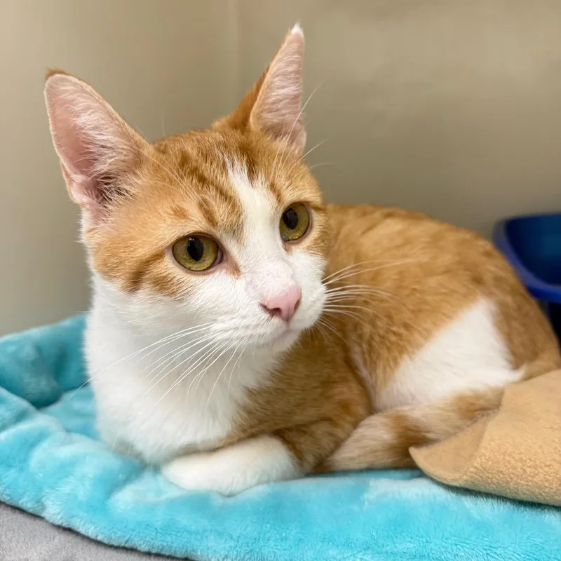An adult large-sized male Domestic Short Hair cat named Caden for adoption in Cumming, GA