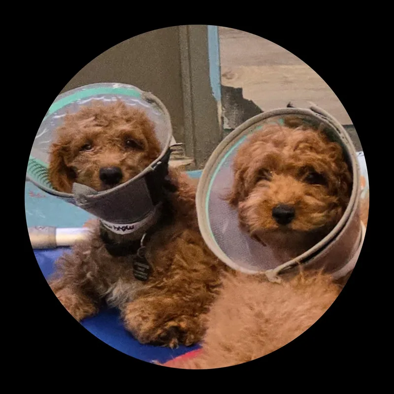 A baby medium-sized male Red / Chestnut / Orange Goldendoodle dog named Marvel Super Heros for adoption in Fredericksburg, VA