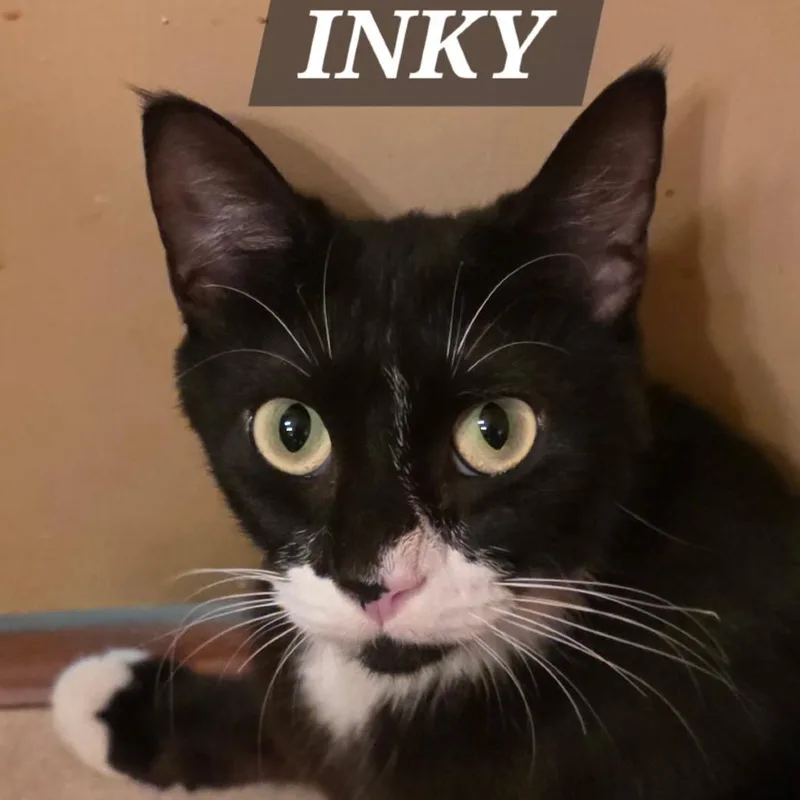 A young small-sized female Black Domestic Short Hair cat named Inky for adoption in Meridian, ID