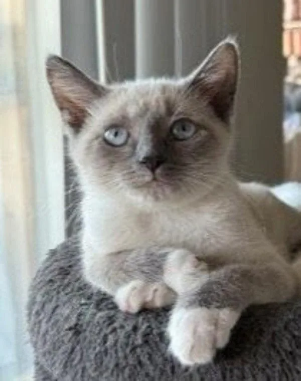 A baby small-sized female Siamese cat named Celeste for adoption in Bonsall, CA