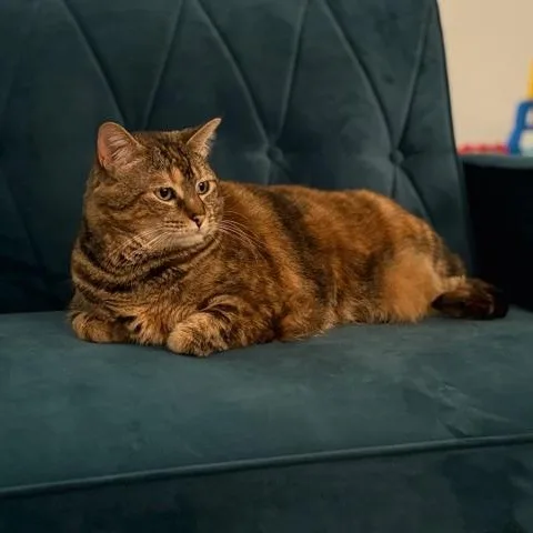 An adult extra large-sized female Tortoiseshell Domestic Short Hair cat named Frankie for adoption in Rockford, MI