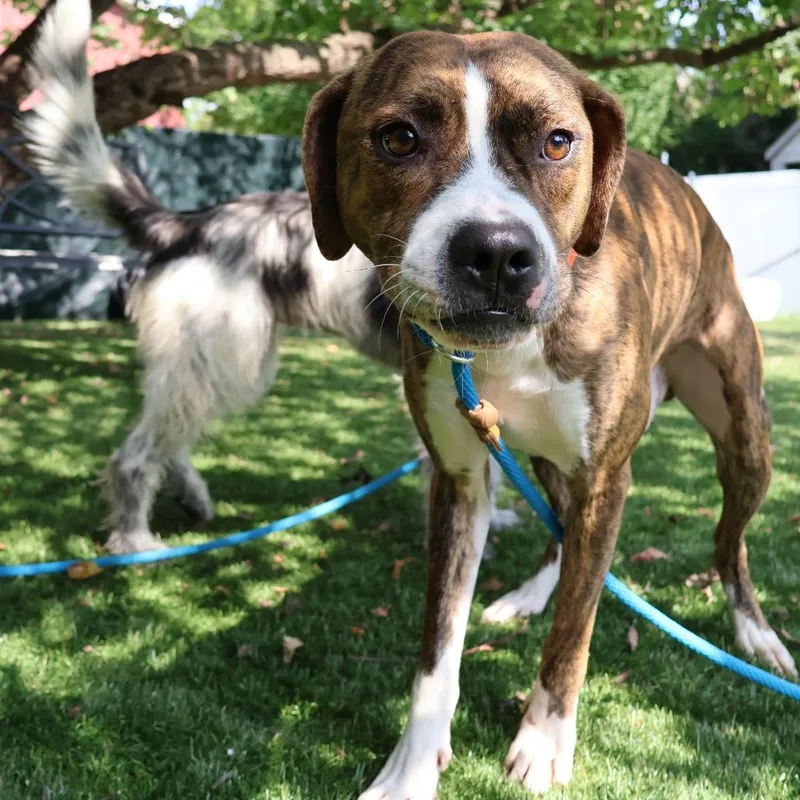 A young medium-sized male Brindle Mixed Breed dog named Buck for adoption in Saint Charles, MO