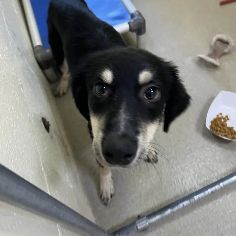 A young medium-sized male Black Husky dog named Theodore Roosevelt for adoption in Galveston, TX