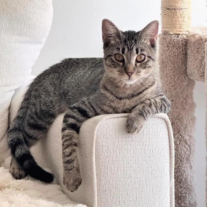 A baby medium-sized female Calico Domestic Short Hair cat named Mia And Nina for adoption in Charleston, SC