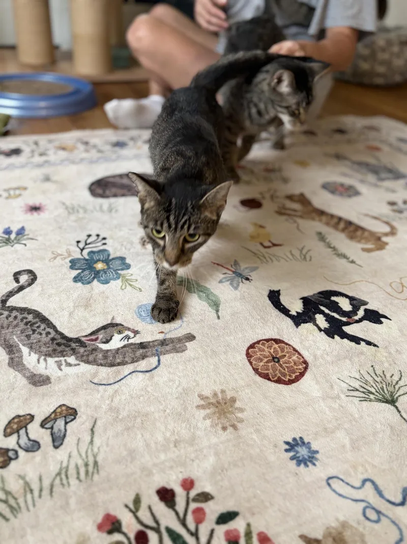 A young medium-sized female Tabby (Brown / Chocolate) Domestic Short Hair cat named Tootsie for adoption in Greensburg, PA