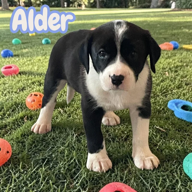 Alder