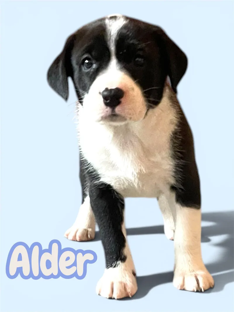 Alder thumbnail 2