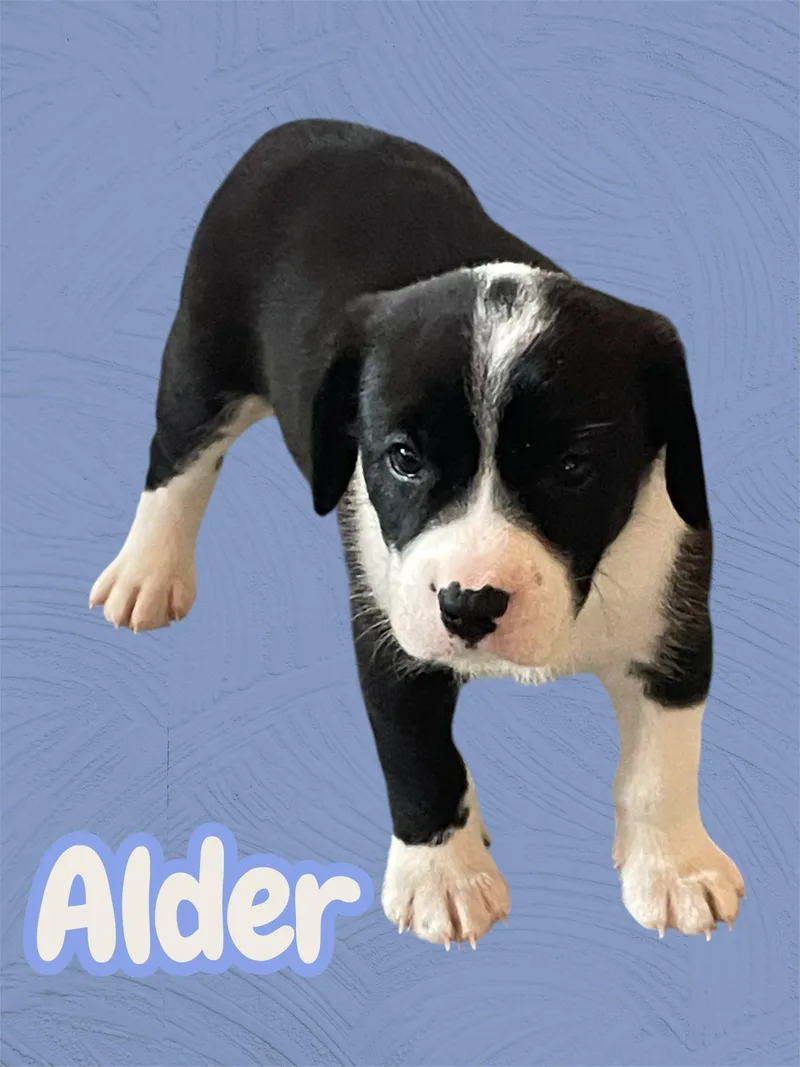 Alder thumbnail 3