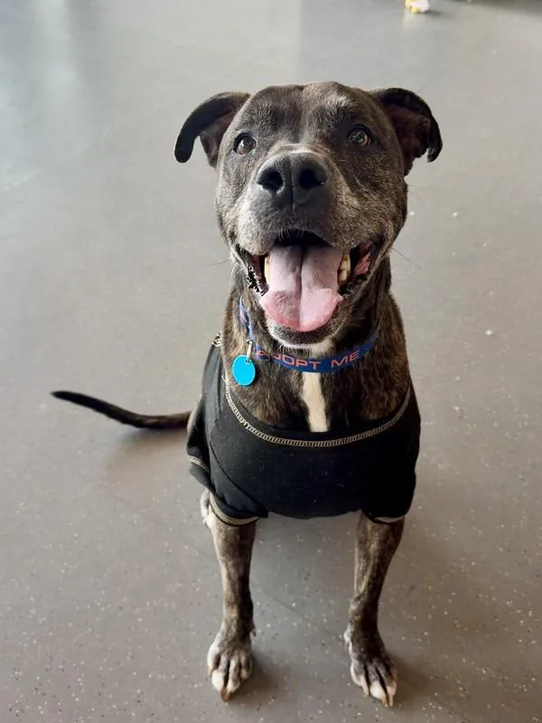 An adult large-sized male Brindle Mixed Breed dog named Danny for adoption in Truckee, CA